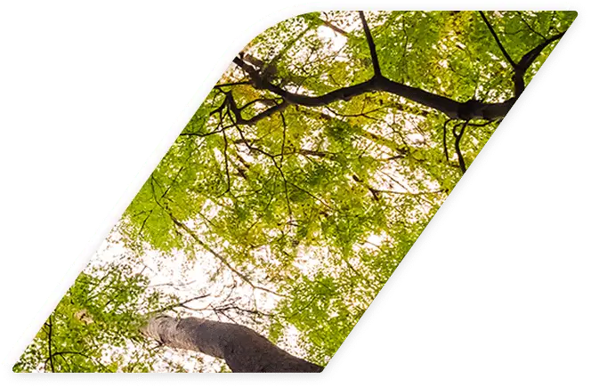 Arbres